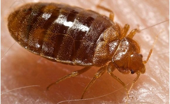 EMERGENCY BED BUG INFESTATION SERVICES