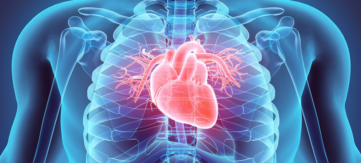 Interesting Facts About Human Heart