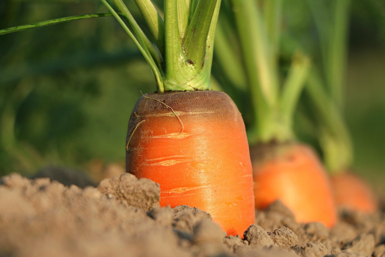 Carrot, growth, vegetables — "Explore the Latest IVG Disposable Vapes: Quality, Convenience, and Innovation"