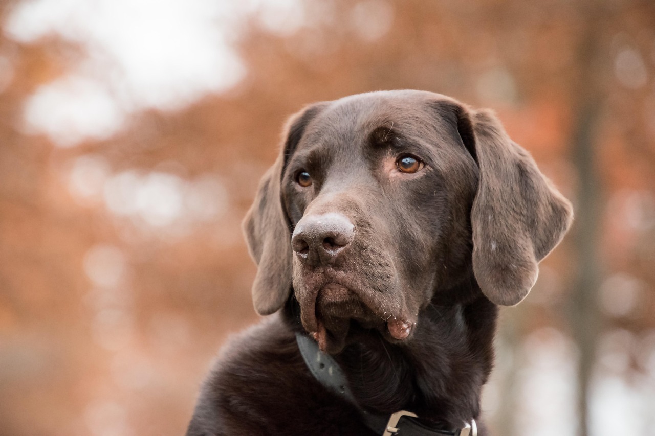 Petscreening Helps Landlords Avoid Costly Pet-Related Damage